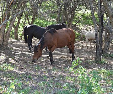 Pferde in den Tien Shan Bergen Kasachstans beim Fressen wilder Äpfel