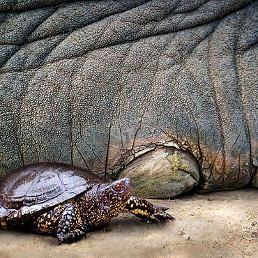 So könnte es vor rund 125.000 Jahren ausgesehen haben: eine Europäische Sumpfschildkröte (Emys orbicularis) neben dem Fuß eines Europäischen Waldelefanten (Palaeoloxodon antiquus) 