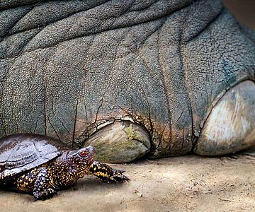 So könnte es vor rund 125.000 Jahren ausgesehen haben: eine Europäische Sumpfschildkröte (Emys orbicularis) neben dem Fuß eines Europäischen Waldelefanten (Palaeoloxodon antiquus) 