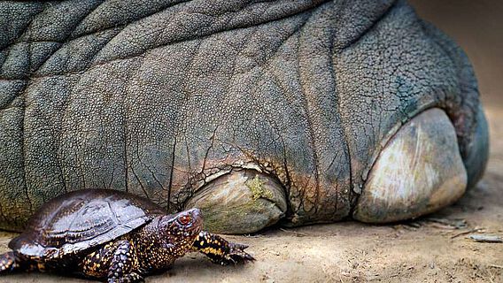 So könnte es vor rund 125.000 Jahren ausgesehen haben: eine Europäische Sumpfschildkröte (Emys orbicularis) neben dem Fuß eines Europäischen Waldelefanten (Palaeoloxodon antiquus) So könnte es vor rund 125.000 Jahren ausgesehen haben: eine Europäische Sumpfschildkröte (Emys orbicularis) neben dem Fuß eines Europäischen Waldelefanten (Palaeoloxodon antiquus)