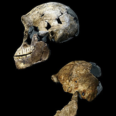 Schädel weiblicher Homo naledi: Neo und DH3