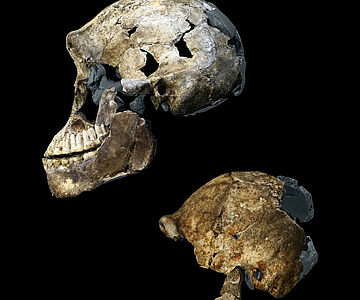 Schädel weiblicher Homo naledi: Neo und DH3