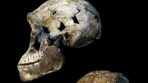 Schädel weiblicher Homo naledi: Neo und DH3