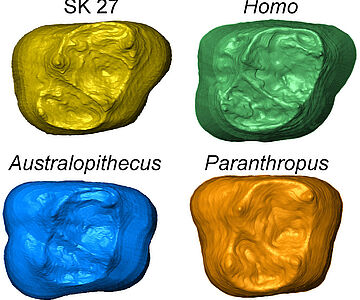Backenzähne im Vergleich