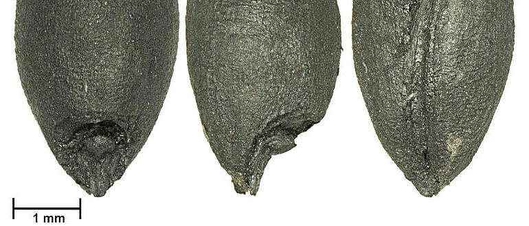 Verkohlte Dinkelkörner aus dem bronzezeitlichen Fundplatz Bjerre in Nordjütland