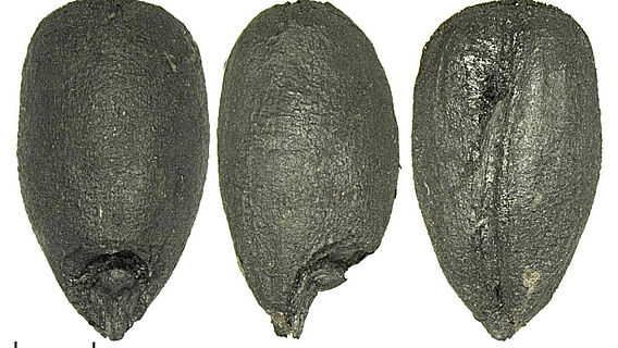 Verkohlte Dinkelkörner aus dem bronzezeitlichen Fundplatz Bjerre in Nordjütland