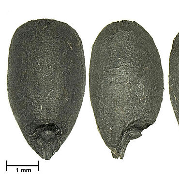 Verkohlte Dinkelkörner aus dem bronzezeitlichen Fundplatz Bjerre in Nordjütland Verkohlte Dinkelkörner aus dem bronzezeitlichen Fundplatz Bjerre in Nordjütland