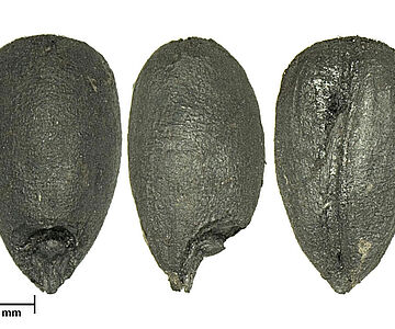 Verkohlte Dinkelkörner aus dem bronzezeitlichen Fundplatz Bjerre in Nordjütland