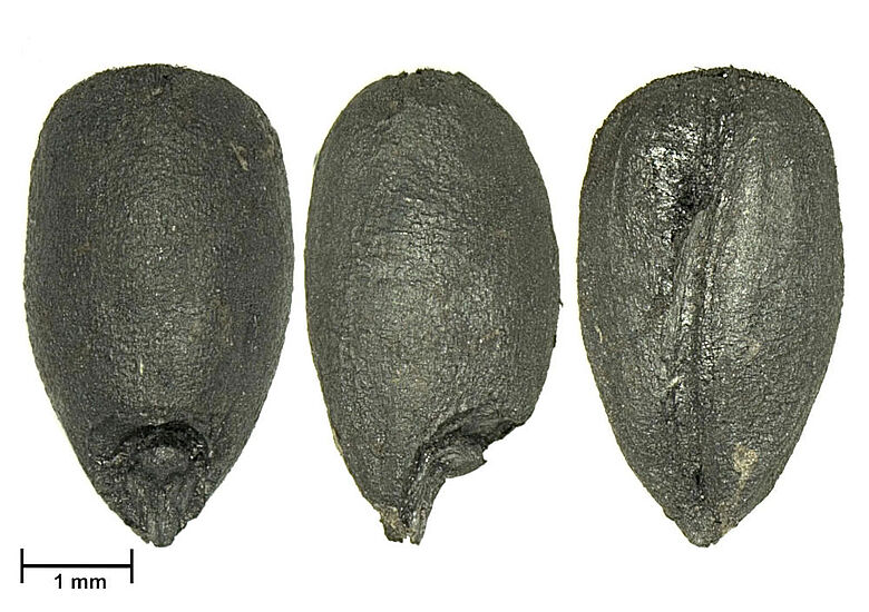 Verkohlte Dinkelkörner aus dem bronzezeitlichen Fundplatz Bjerre in Nordjütland Verkohlte Dinkelkörner aus dem bronzezeitlichen Fundplatz Bjerre in Nordjütland