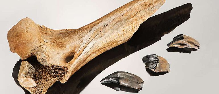 Funde der Säbelzahnkatze