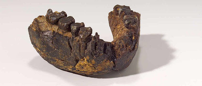 Unterkiefer von Homo rudolfensis
