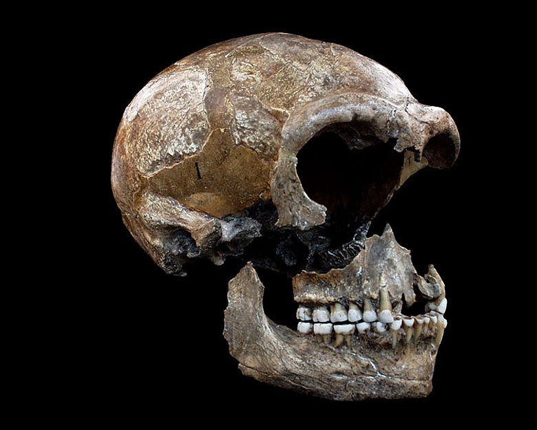Neandertalerschädel