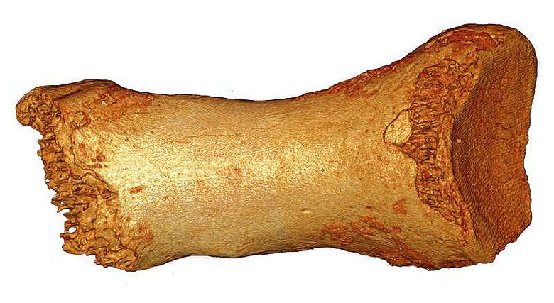 Aus diesem Zehenknochen eines Neandertalers stammt die nun entschlüsselte Erbinformation.