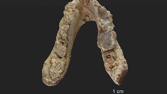 Unterkiefer des 7,175 Millionen Jahre alten Graecopithecus freybergi