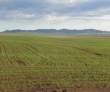 Ackerfläche in der nördlichen Mongolei