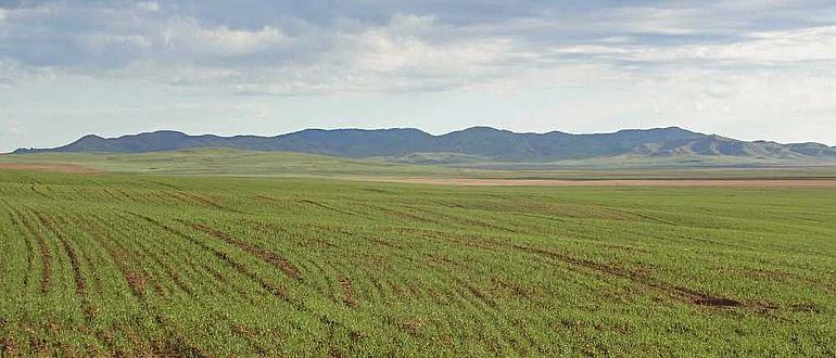 Ackerfläche in der nördlichen Mongolei