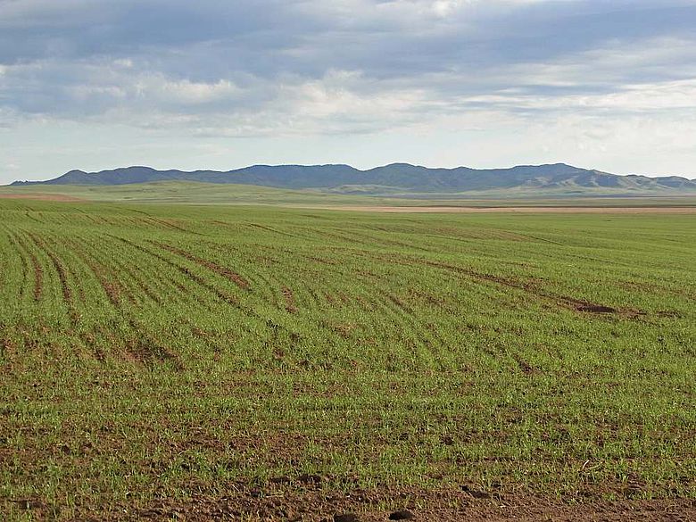 Ackerfläche in der nördlichen Mongolei