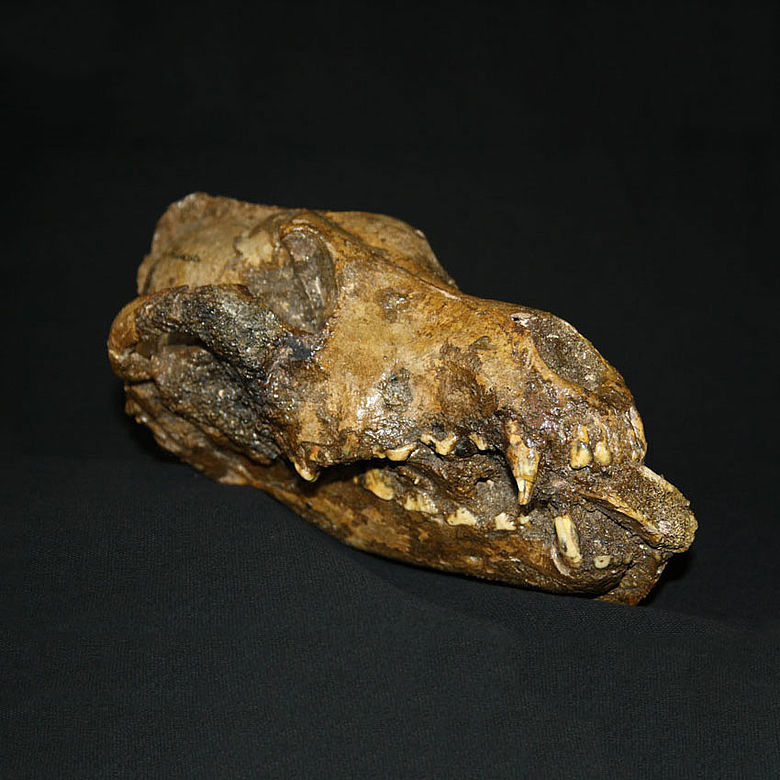 Schädel eines steinzeitlichen Hundes
