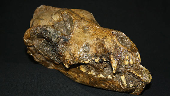 Schädel eines steinzeitlichen Hundes