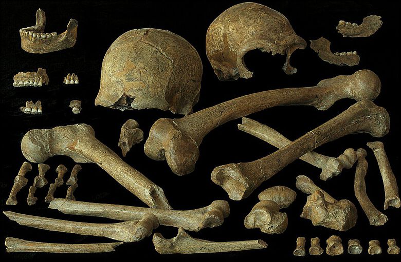 Neandertalerknochen der Individuen Spy 1 und 2