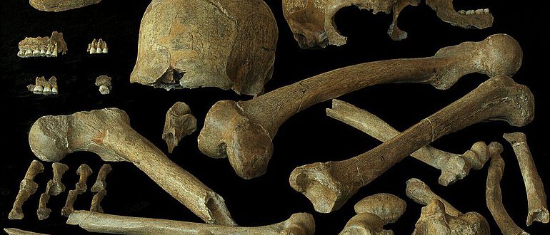 Neandertalerknochen der Individuen Spy 1 und 2