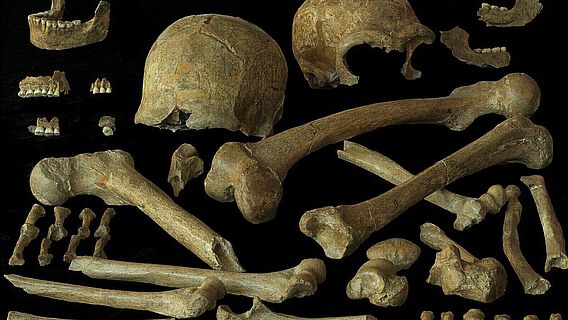 Neandertalerknochen der Individuen Spy 1 und 2 Neandertalerknochen der Individuen Spy 1 und 2