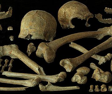 Neandertalerknochen der Individuen Spy 1 und 2