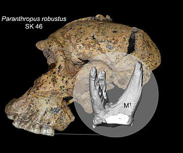 Schädel des Paranthropus robustus SK 46, Zahnrekonstruktion