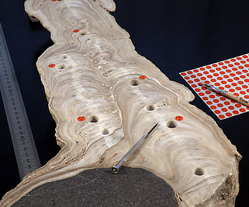 Stalagmit H12 aus der Hoti-Höhle