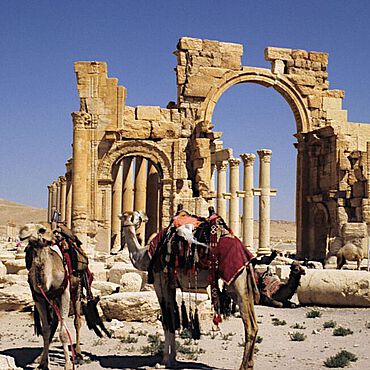 Reitkamele vor dem Monumentalbogen der Säulenstraße in Palmyra