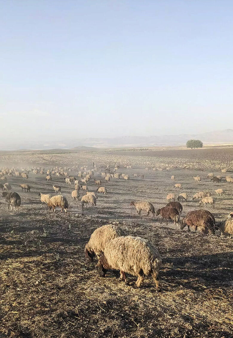 Schafe in der Steppe