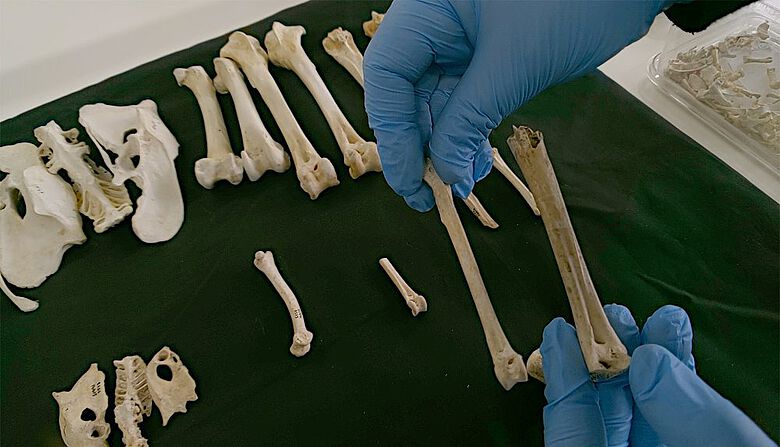 Vergleich von Knochen moderner Hühner mit denen aus archäologischen Fundstätten