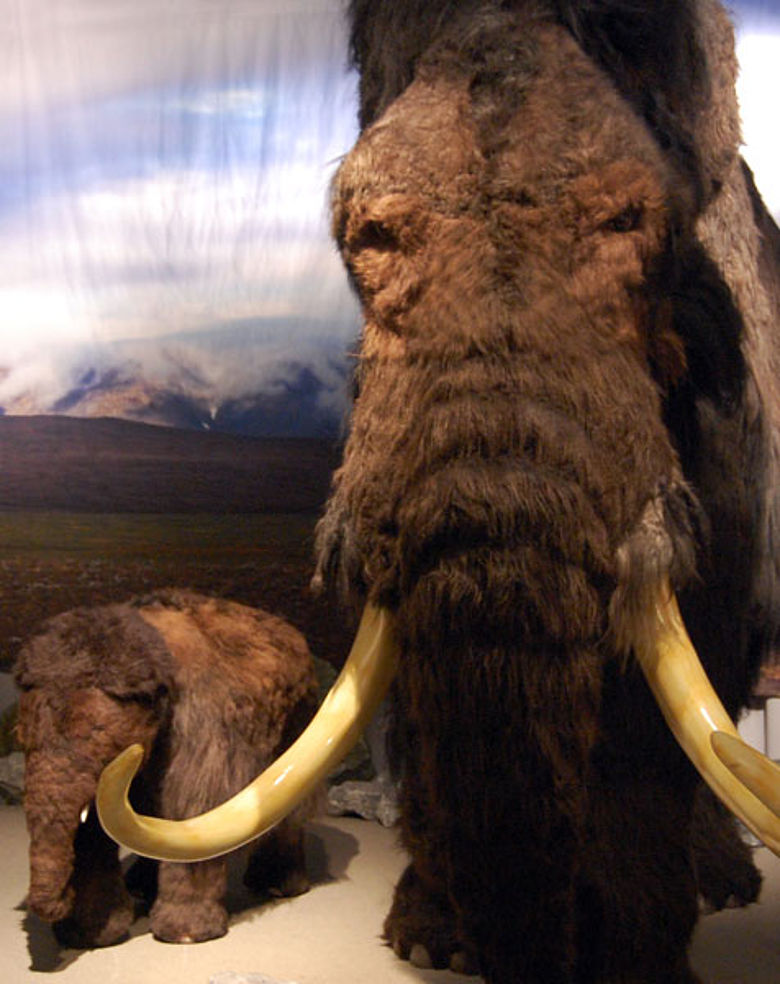 Mammut-Rekonstruktionen. © Neanderthal Museum