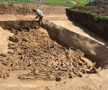 Freilegung der Skelette