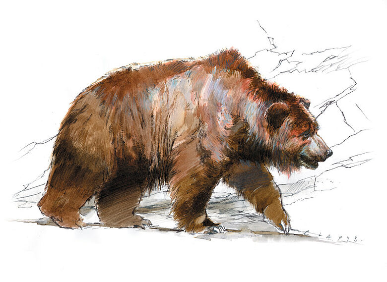 Zeichnung eines Höhlenbären