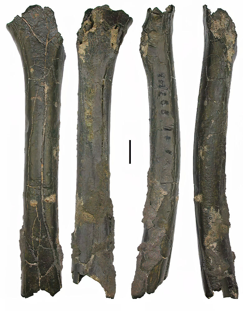 Oberschenkelknochen des Sahelanthropus tchadensis