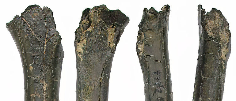 Oberschenkelknochen des Sahelanthropus tchadensis