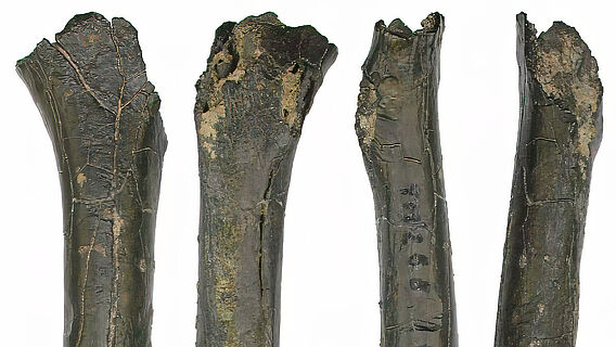 Oberschenkelknochen des Sahelanthropus tchadensis