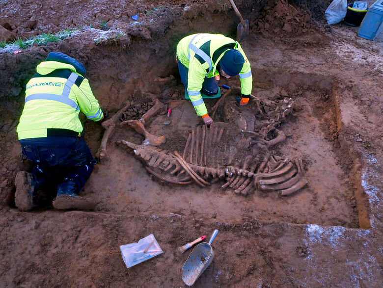 Eine besondere Entdeckung: ein fast komplettes Skelett, vermutlich das eines Pferdes oder Esels Eine besondere Entdeckung: ein fast komplettes Skelett, vermutlich das eines Pferdes oder Esels