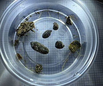 Kot von neolithischen Schafen oder Ziegen