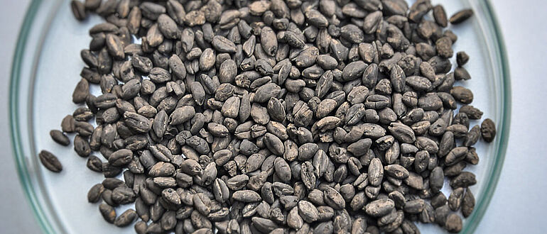 Verkohlte Emmerkörner aus linearbandkeramischer Siedlung