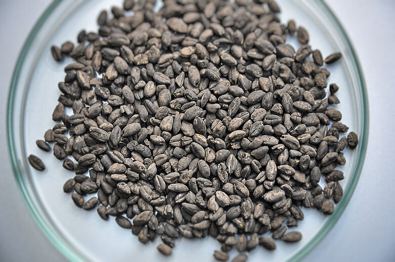 Verkohlte Emmerkörner aus linearbandkeramischer Siedlung Verkohlte Emmerkörner aus linearbandkeramischer Siedlung