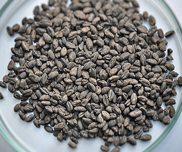 Verkohlte Emmerkörner aus linearbandkeramischer Siedlung