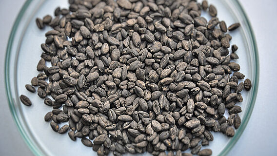 Verkohlte Emmerkörner aus linearbandkeramischer Siedlung