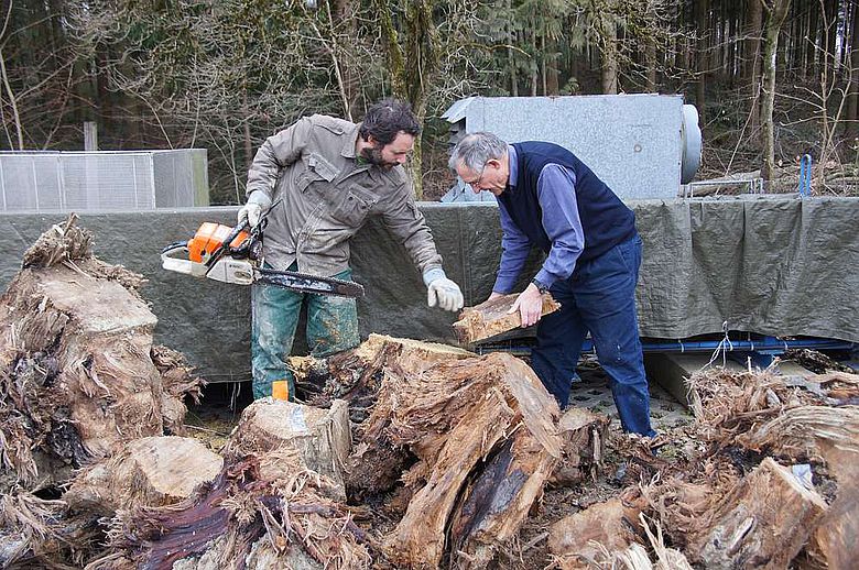 Daniel Nievergelt und Fritz Schweingruber wählen Proben aus dem Holz aus, das an die WSL transportiert wurde. (Foto: WSL / Gottardo Pestalozzi)