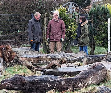 1.300 bis 1.500 Jahre alt sind die Baumstämme, welche Archäologen des LWL in Haltern in einem ehemaligen Lippearm gefunden haben