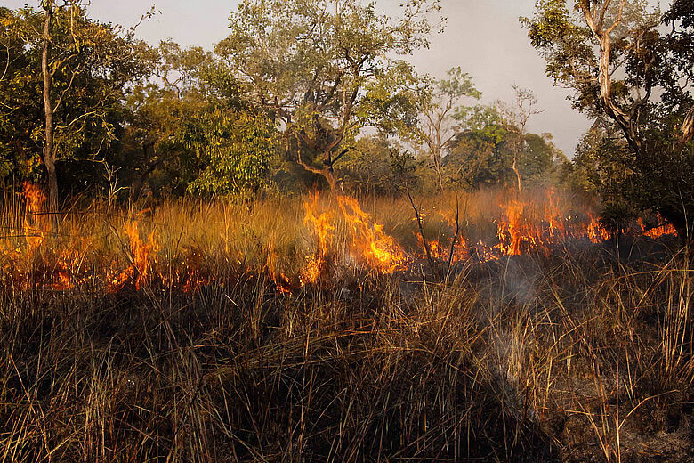 Savannenfeuer in Afrika