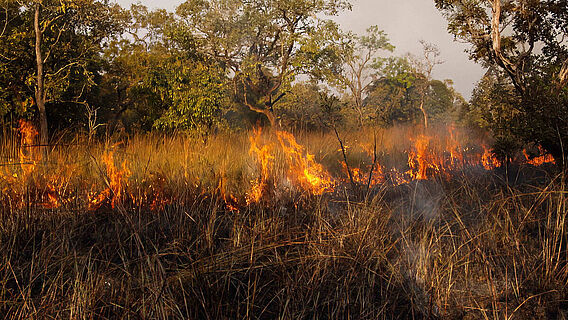 Savannenfeuer in Afrika