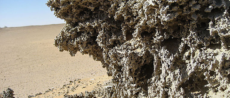 Fossile Seeablagerungen
