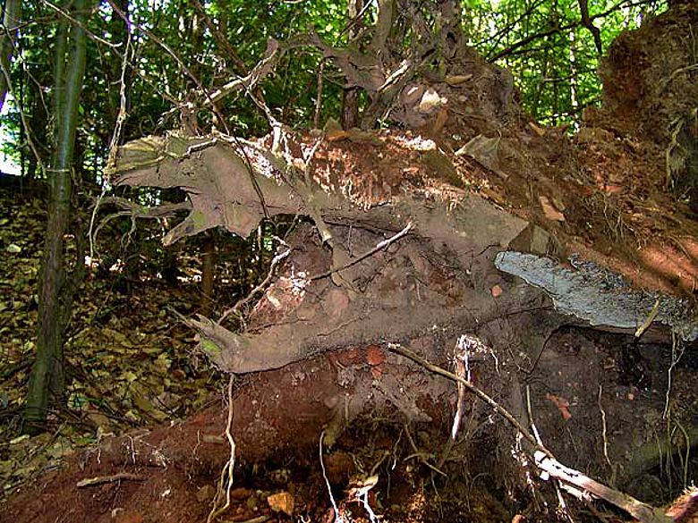 Ein entwurzelter Baum in der Ziegelroith. Der gesamte Wurzelballen ist voll von angeblichen Ziegelteilen (Bildnachweis: Christian Keller)